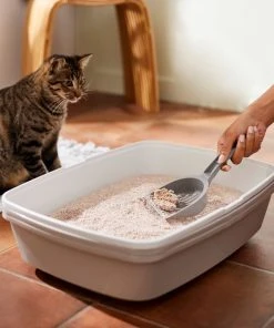 Frisco Natural Unscented Clumping Grass Cat Litter -Frisco Sales 2024 132396 PT4. SY630 V1659023512