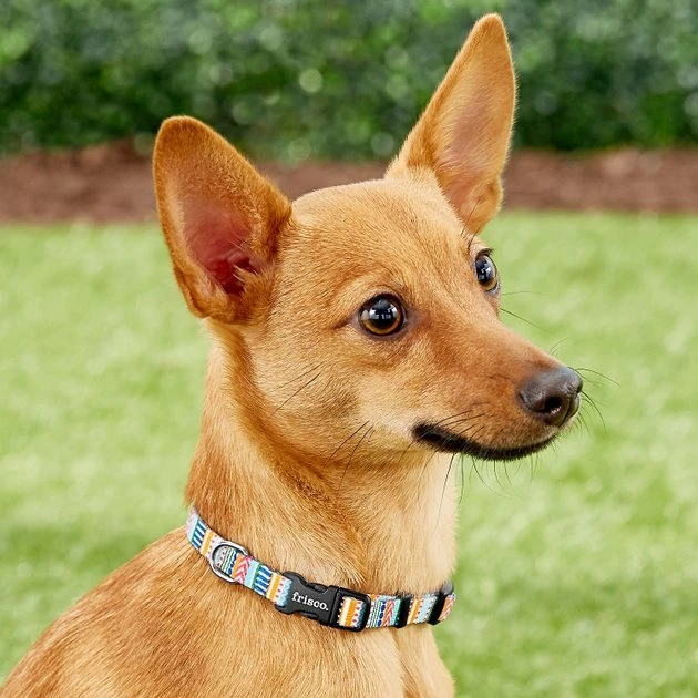 Frisco Patterned Polyester Dog Collar, Geo Graphic Print, X-Small: 8 to 12-in neck, 3/8-in wide Frisco Patterned Polyester Dog Collar -Frisco Sales 2024 137737 PT2. SY630 V1620515233