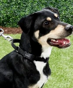 Frisco Solid Nylon Martingale Dog Collar with Buckle 4 Frisco Solid Nylon Martingale Dog Collar with Buckle -Frisco Sales 2024 139159 PT2. SY630 V1620069759