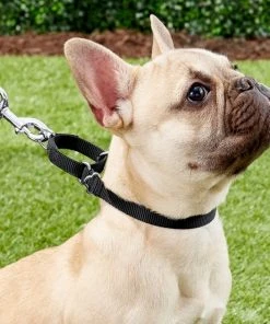 Frisco Solid Nylon Slip-On Martingale Dog Collar -Frisco Sales 2024 139163 PT2. SY630 V1620068832