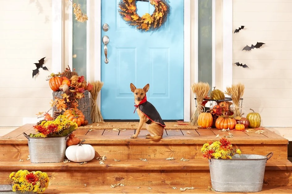 Frisco Vampire Cape Dog & Cat Costume 6 Frisco Vampire Cape Dog & Cat Costume - Image 4