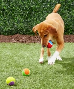 Frisco Fetch Squeaking Colorful Tennis Ball Dog Toy, 3-Pack -Frisco Sales 2024 152846 PT3. SY630 V1549655078
