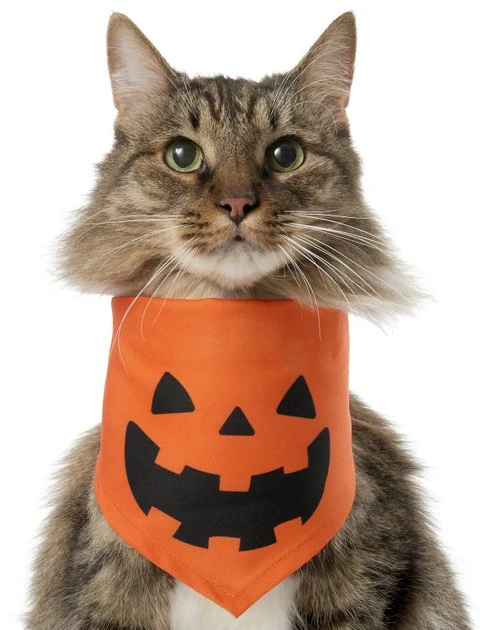 Frisco Jack O' Lantern Pumpkin Dog & Cat Hoodie 5 Frisco Jack O' Lantern Pumpkin Dog & Cat Hoodie - Image 3