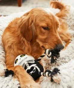 Frisco Halloween Skeleton Plush with Rope Squeaky Dog Toy 10 Frisco Halloween Skeleton Plush with Rope Squeaky Dog Toy -Frisco Sales 2024 161358 PT6. SY630 V1597599370