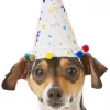 Frisco Confetti Dog & Cat Birthday Hat -Frisco Sales 2024 191274 Main. SY630 V1582053295