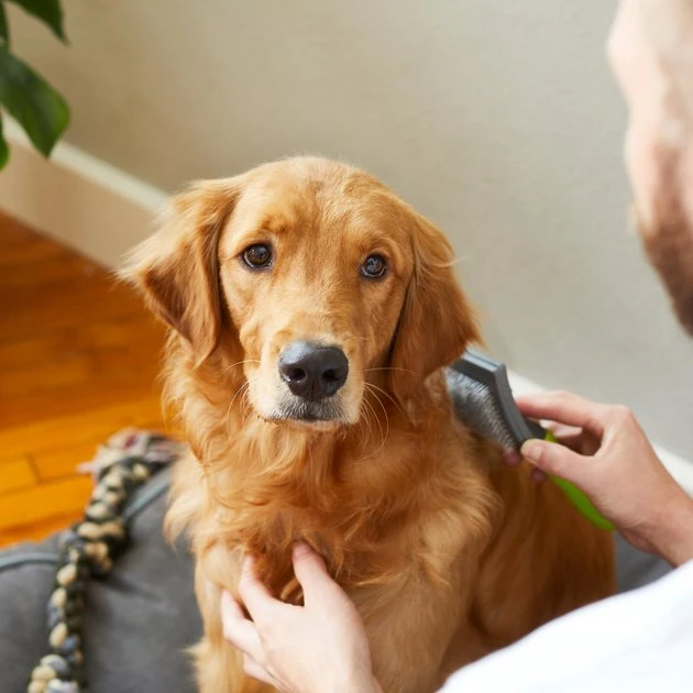 Frisco Self-Cleaning Slicker Dog Brush 7 Frisco Self-Cleaning Slicker Dog Brush - Image 5