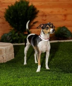 Frisco Solid Polyester Reflective Dog Collar 13 Frisco Solid Polyester Reflective Dog Collar -Frisco Sales 2024 212775 PT5. SY630 V1628877724