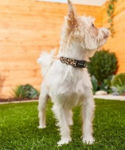 Frisco Leopard Print Polyester Dog Collar -Frisco Sales 2024 213742 PT3. SY630 V1583359980