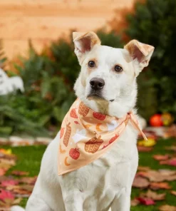 Frisco Whimsical Halloween Dog & Cat Bandana -Frisco Sales 2024 215651 PT8. SY630 V1599006373