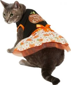 Frisco Pumpkin Patch Cutie Dog & Cat Dress -Frisco Sales 2024 215783 PT2. SY630 V1632417114