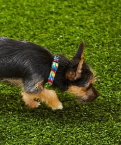 Frisco Tie Dye Swirl Polyester Dog Collar -Frisco Sales 2024 218240 PT4. SY630 V1597600254