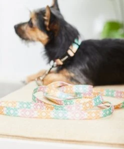 Frisco Pastel Tie Dye Polyester Dog Leash -Frisco Sales 2024 218254 PT5. SY630 V1628030010
