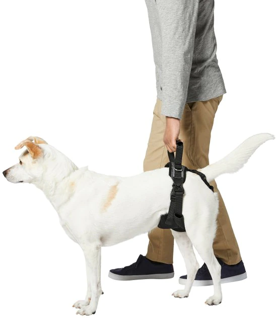 Frisco Rear Lift Handicapped Support Dog Harness, Medium Frisco Rear Lift Handicapped Support Dog Harness -Frisco Sales 2024 220374 PT5. SY630 V1605743213