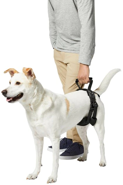 Frisco Rear Lift Handicapped Support Dog Harness, Medium Frisco Rear Lift Handicapped Support Dog Harness -Frisco Sales 2024 220374 PT6. SY630 V1605755228