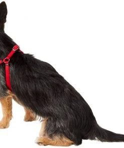 Frisco Nylon Step In Back Clip Dog Harness -Frisco Sales 2024 220505 PT3. SY630 V1605579490