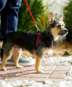 Frisco Nylon Step In Back Clip Dog Harness -Frisco Sales 2024 220505 PT4. SY630 V1605583666