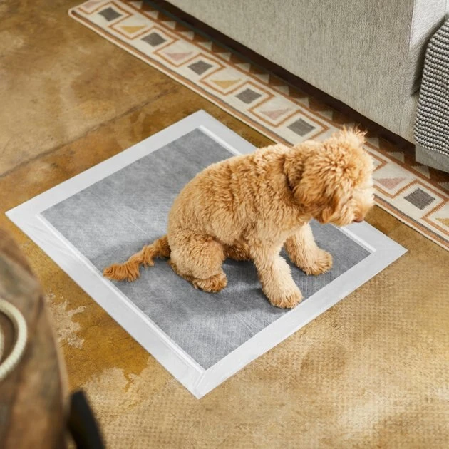 Frisco Extra Large Charcoal Dog Training & Potty Pads, 28 x 34-in, 75 count, Unscented Frisco Extra Large Charcoal Dog Training & Potty Pads, 28 x 34-in, Unscented -Frisco Sales 2024 227459 PT6. SY630 V1604701315