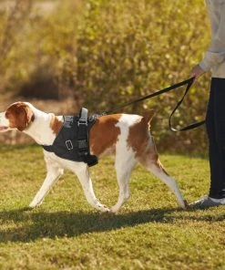 Frisco Big Dog Harness -Frisco Sales 2024 227874 PT6. SY630 V1604446013