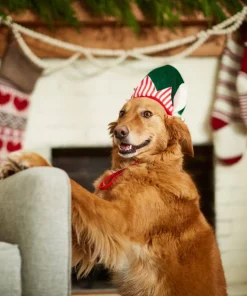 Frisco Holiday Elf Dog & Cat Hat -Frisco Sales 2024 228841 PT7. SY630 V1601301412