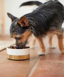 Frisco Melamine Dog & Small Pet Bowl with Bamboo Base -Frisco Sales 2024 232065 PT2. SY630 V1608596249