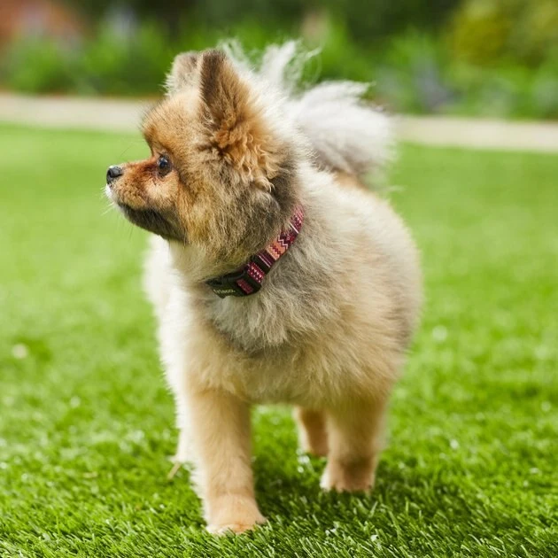 Frisco Red Boho Dog Collar, SM - Neck: 10 – 14-in, Width: 5/8-in Frisco Red Boho Dog Collar -Frisco Sales 2024 247035 PT3. SY630 V1606863749