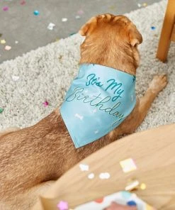 Frisco It's My Birthday Dog & Cat Bandana, Blue -Frisco Sales 2024 248696 PT7. SY630 V1613586102