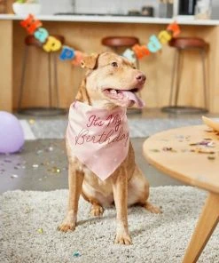 Frisco It's My Birthday Dog & Cat Bandana, Pink 6 Frisco It's My Birthday Dog & Cat Bandana, Pink -Frisco Sales 2024 248702 PT5. SY630 V1633073795