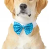 Frisco Polka Dot Dog & Cat Bow Tie, Teal -Frisco Sales 2024 248715 MAIN. SY630 V1613766396