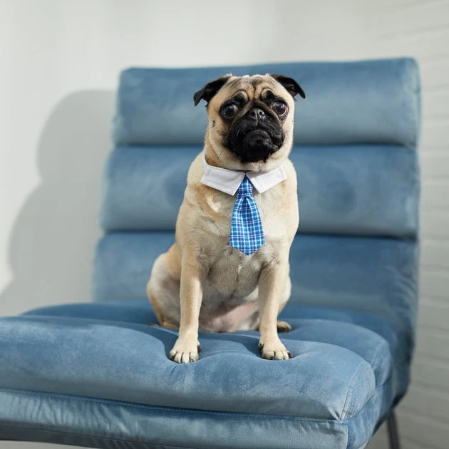 Frisco Plaid Dog & Cat Neck Tie, Blue Plaid 7 Frisco Plaid Dog & Cat Neck Tie, Blue Plaid - Image 5