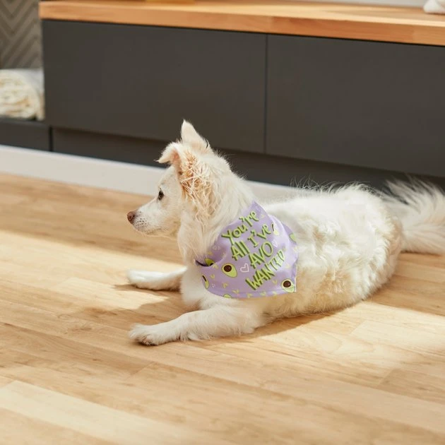 Frisco You're All I've Avo Wanted Dog & Cat Bandana 8 Frisco You're All I've Avo Wanted Dog & Cat Bandana - Image 6
