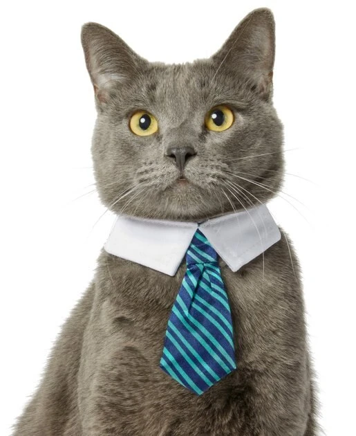 Frisco Stripes Dog & Cat Neck Tie 5 Frisco Stripes Dog & Cat Neck Tie - Image 3