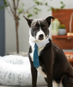 Frisco Stripes Dog & Cat Neck Tie 11 Frisco Stripes Dog & Cat Neck Tie -Frisco Sales 2024 249301 PT7. SY630 V1614658926