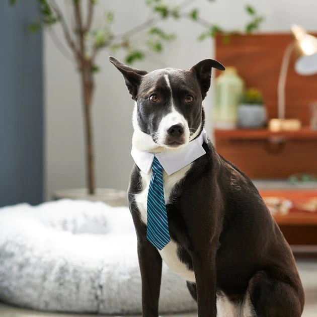 Frisco Stripes Dog & Cat Neck Tie 7 Frisco Stripes Dog & Cat Neck Tie - Image 5