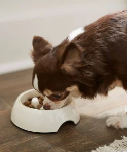Frisco Melamine Slow Feed Dog & Cat Bowl with Gold Trim, Cream -Frisco Sales 2024 253067 PT2. SY630 V1616597797
