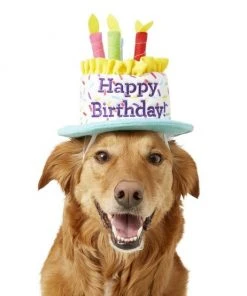 Frisco Birthday Cake Dog & Cat Hat & Frisco Dog & Cat Birthday Bandana -Frisco Sales 2024 255463 PT1. SY630 V1603716096