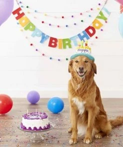 Frisco Birthday Cake Dog & Cat Hat & Frisco Dog & Cat Birthday Bandana -Frisco Sales 2024 255463 PT2. SY630 V1603716123