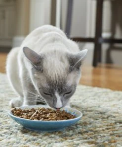 Frisco Kaleidoscope Pattern Non-skid Ceramic Cat Dish, Blue, 0.62 Cup 10 Frisco Kaleidoscope Pattern Non-skid Ceramic Cat Dish, Blue, 0.62 Cup -Frisco Sales 2024 256092 PT2. SY630 V1616167031