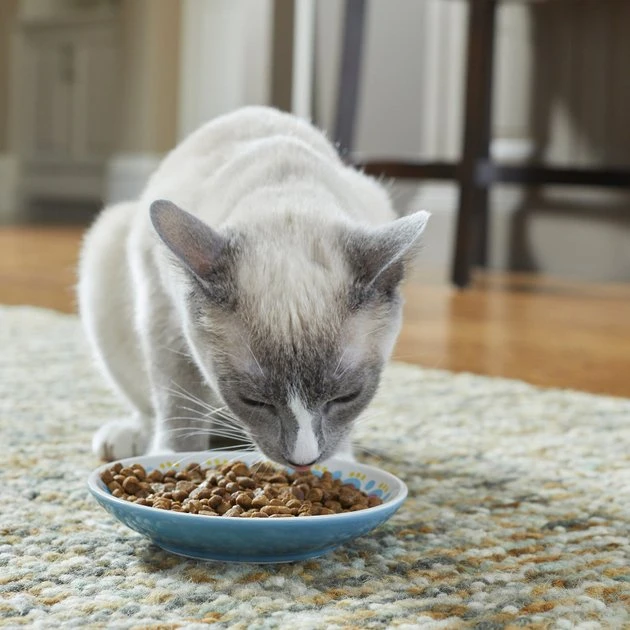 Frisco Kaleidoscope Pattern Non-skid Ceramic Cat Dish, Blue, 0.62 Cup 5 Frisco Kaleidoscope Pattern Non-skid Ceramic Cat Dish, Blue, 0.62 Cup - Image 3