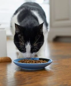 Frisco Cat Face Non-skid Ceramic Cat Dish, Blue, 0.50 Cup 11 Frisco Cat Face Non-skid Ceramic Cat Dish, Blue, 0.50 Cup -Frisco Sales 2024 256101 PT3. SY630 V1617130591