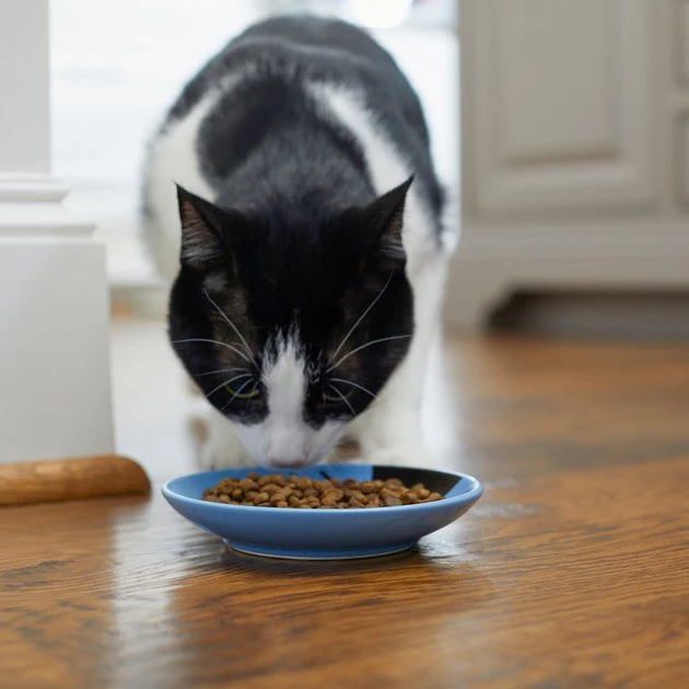 Frisco Cat Face Non-skid Ceramic Cat Dish, Blue, 0.50 Cup 6 Frisco Cat Face Non-skid Ceramic Cat Dish, Blue, 0.50 Cup - Image 4