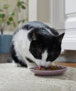 Frisco Paris Non-skid Ceramic Cat Dish, 0.62 Cup 13 Frisco Paris Non-skid Ceramic Cat Dish, 0.62 Cup -Frisco Sales 2024 256115 PT4. SY630 V1618494758