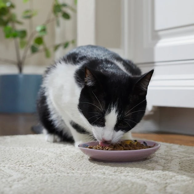 Frisco Paris Non-skid Ceramic Cat Dish, 0.62 Cup 7 Frisco Paris Non-skid Ceramic Cat Dish, 0.62 Cup - Image 5