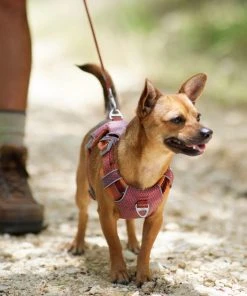 Frisco Outdoor Lightweight Ripstop Nylon Dog Harness -Frisco Sales 2024 256455 PT5. SY630 V1625585374