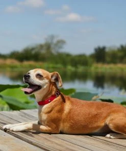 Frisco Outdoor Solid Textured Waterproof Stink Proof PVC Dog Collar -Frisco Sales 2024 256497 PT5. SY630 V1625585728