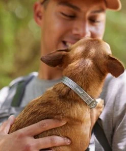 Frisco Outdoor Ultra Reflective Nylon Dog Collar -Frisco Sales 2024 256693 PT5. SY630 V1625588475