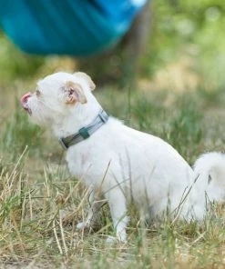 Frisco Outdoor Woven Jacquard Nylon Dog Collar -Frisco Sales 2024 256733 PT5. SY630 V1625587684