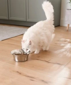 Frisco Flare Dog & Cat Bowl 16 Frisco Flare Dog & Cat Bowl -Frisco Sales 2024 257162 PT7. SY630 V1615989167