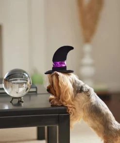 Frisco Midnight Witch Dog & Cat Hat -Frisco Sales 2024 261106 PT8. SY630 V1624339477