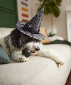 Frisco Cobweb Witch Dog & Cat Hat -Frisco Sales 2024 261109 PT8. SY630 V1624454622