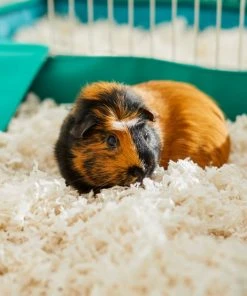 Frisco Small Pet Bedding, White, 2 pack, 43-L -Frisco Sales 2024 263926 PT5. SY630 V1625586696